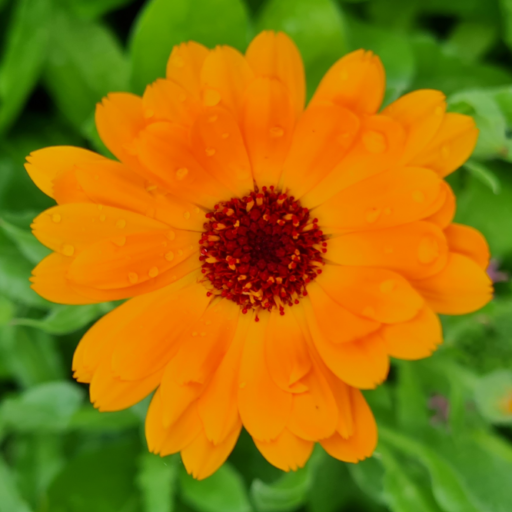 Calendula - Godesberger Str.
