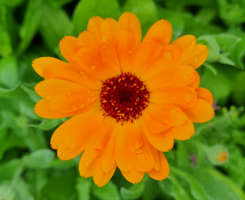 Calendula - Godesberger Str.